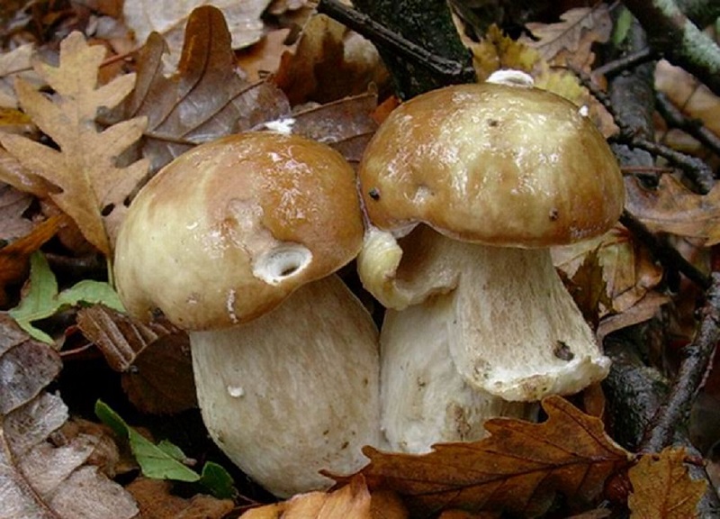 479 Ottobre vecchio ritrovamento